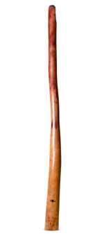 Tristan O'Meara Didgeridoo (TM388)